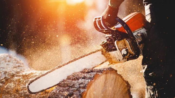 Tree surgeon. Working with a chainsaw. Sawing wood with a chainsaw.